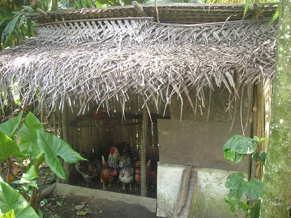 Backyard Chicken Farming In Yap