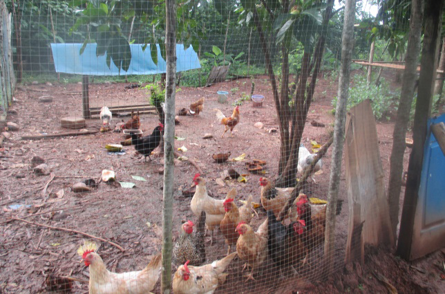 Yap Cre Conducted Two Workshops On Chicken Farming And Food Processing