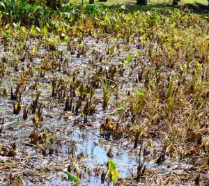 Salt water damages taro.