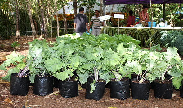 Purple kale in polybags 590-350